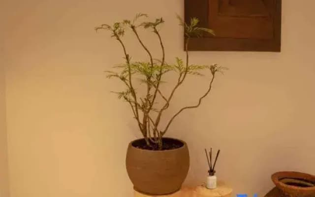 Qiubei • Leye | AncientWWAustereStyle Ancient Wabi-Sabi Design Guesthouse (Jiaolian Plaza)