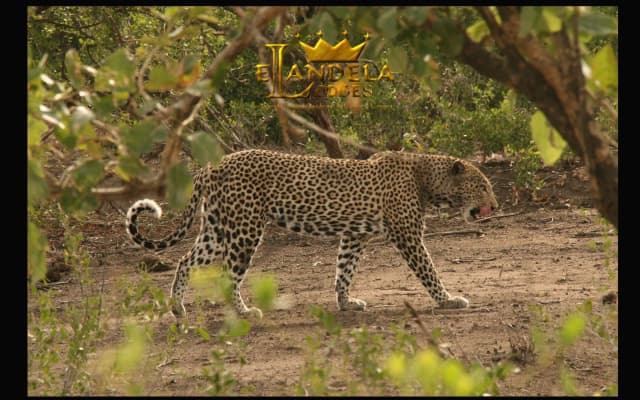 Elandela Private Game Reserve & Luxury Lodge