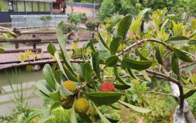 Yuyao Yijia Homestay (Yuyao Siming Lake Scenic Area)