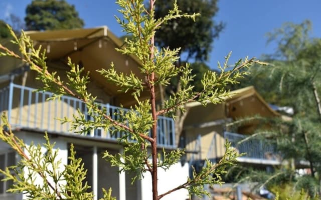 Camp Cedar