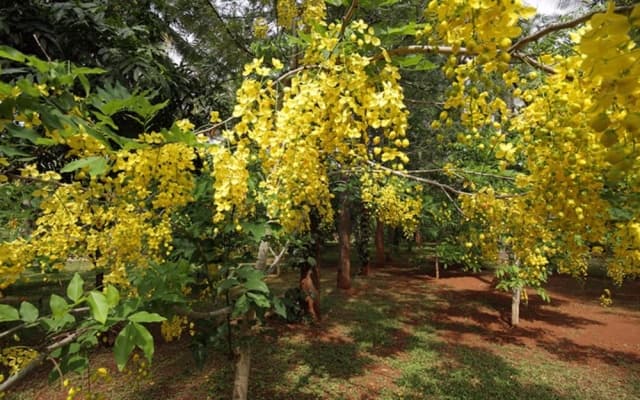 Shreyas Yoga Retreat, Bangalore