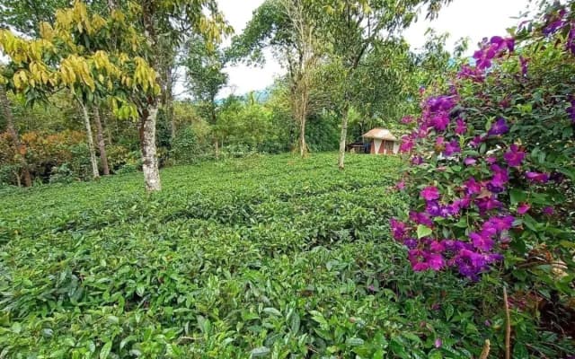 Chalona Jungle Eco Stay