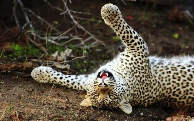 Geiger's Camp in Timbavati Game Reserve by NEWMARK