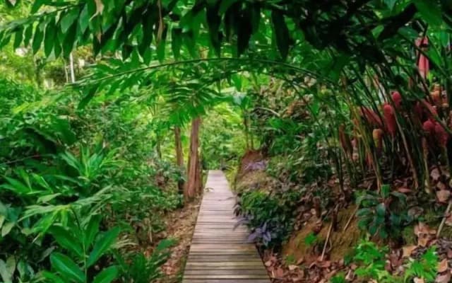 La Shamana Ecological, Concept in the Jungle