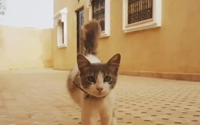 Dar Ajgal