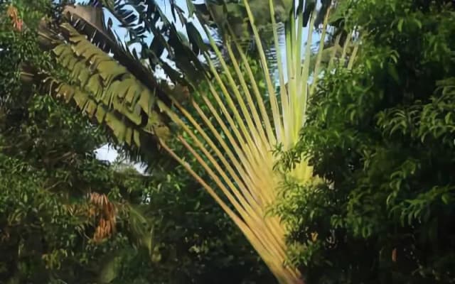 Siolim House