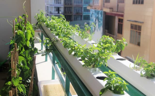 Winter Spring Homestay