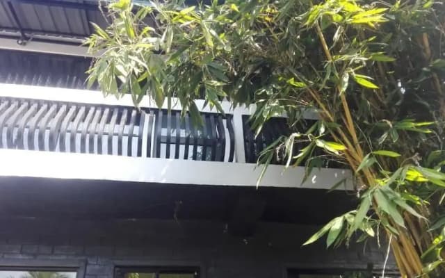 Mango Roots