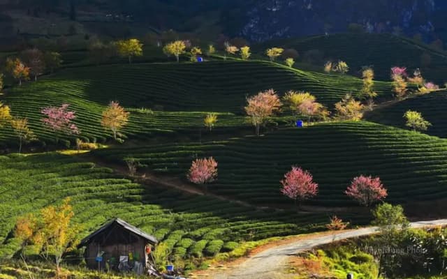 Sapa Dao Homestay