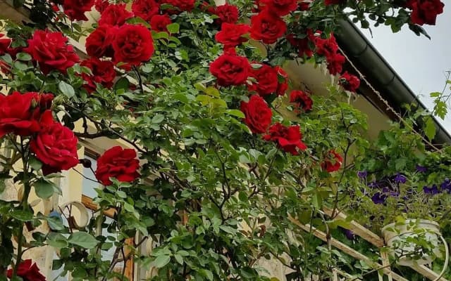 Anatolia Cave Hotel Pansion