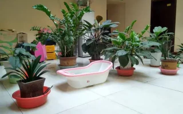 Shunfu Business Hotel