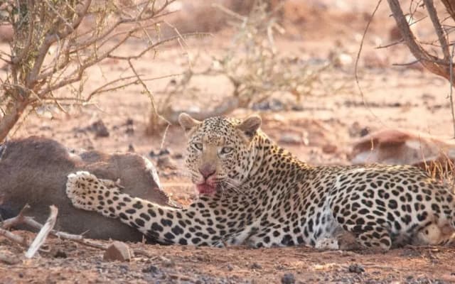 Motswiri Private Safari Lodge