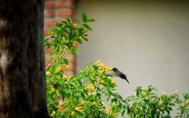 Rancho Pedra do Picú