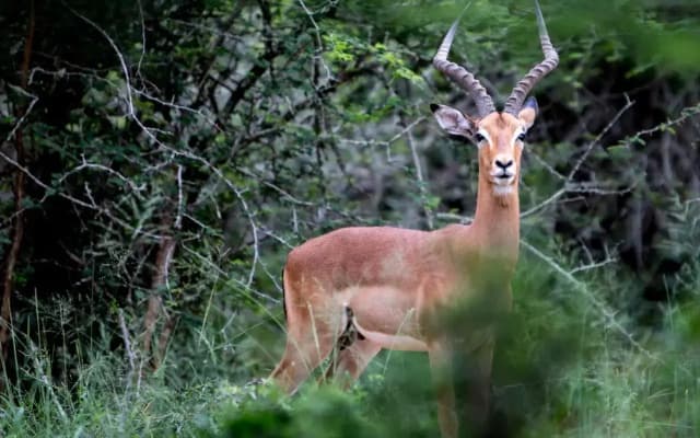 Royal Thonga Safari Lodge