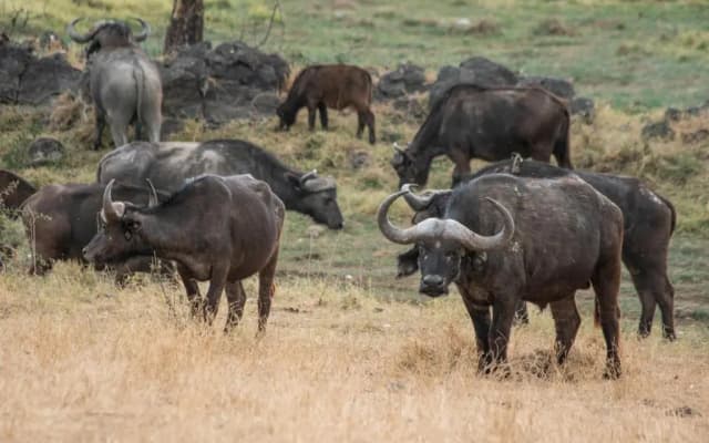Sarova Lion Hill Game Lodge